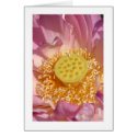 Lotus Flower cards