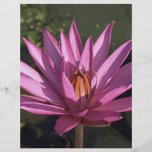 Lotus Flower Flyer Zazzle