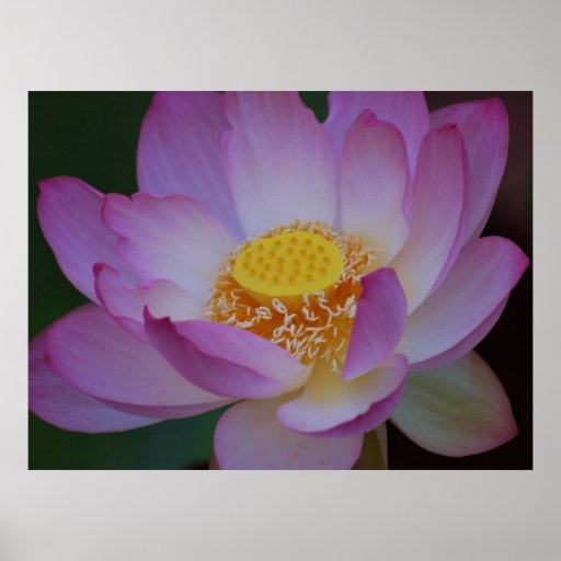 Lotus flower for Mother's Day Poster