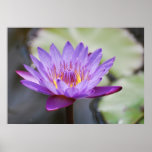 Lotus flower for Mothers Day Posters