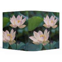 Lotus flower in blossom, China 3 Ring Binder