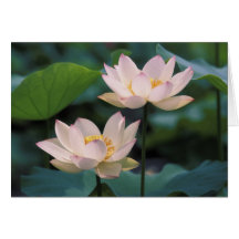 Lotus flower in blossom, China Greeting Cards