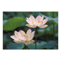 Lotus flower in blossom, China