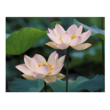 Lotus flower in blossom, China Postcards