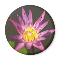 lotus  flower fridge magnets