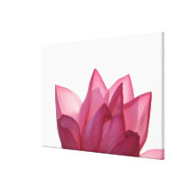 Lotus flower [Nelumbio speciosum] in full Gallery Wrapped Canvas