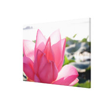 Lotus flower [Nelumbo speciosum] in full Stretched Canvas Print