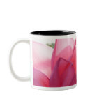 Lotus flower [Nelumbo speciosum] in full mugs