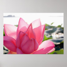 Lotus flower [Nelumbo speciosum] in full Print
