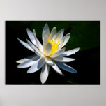 Lotus flower or waterlily and meaning poster