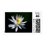 Lotus flower or waterlily and meaning stamp