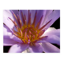 lotus  flower postcards