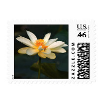Lotus Flower postage by PhotoWolf Lotus Flower postage