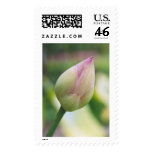 Lotus Flower Postage Stamp