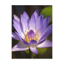 lotus  flower postcards