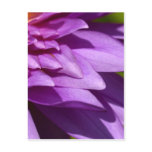 lotus  flower post card