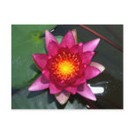 lotus  flower post cards
