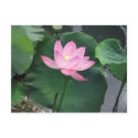 Lotus flower postcards by charade25 Lotus flower postcards