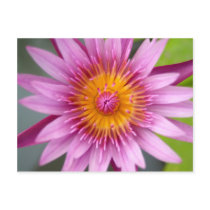 lotus  flower postcards