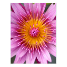 lotus  flower postcards