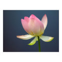 Lotus Flower Poster posters