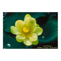 Lotus Flower posters by moxieann Lotus Flower posters
