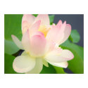 lotus flower poster posters