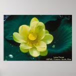 Lotus Flower Posters
