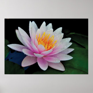 Lotus Flower Posters | Zazzle