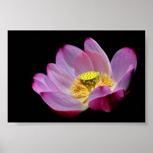 Lotus flower posters