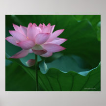 Lotus flower posters