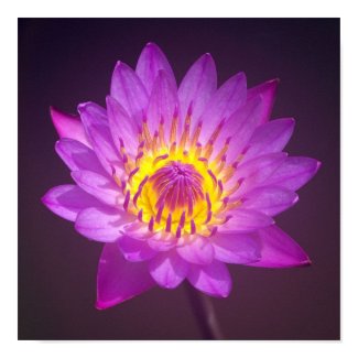 Lotus Flower Print print