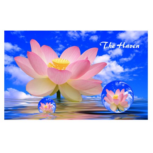 Lotus Flower Reflections & Bubbles of Peace profilecard