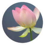 lotus flower stickers