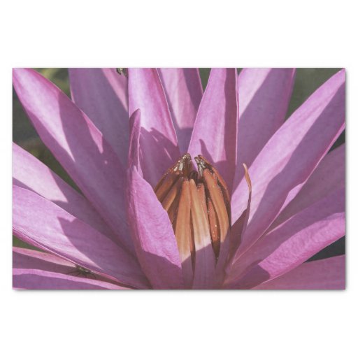 Lotus Flower Tissue Paper Zazzle