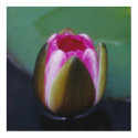 LOTUS FLOWER (water lily) - poster / print by Horseshoes3 LOTUS FLOWER (water lily) - poster / print