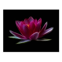 Lotus Flower Water Plant Postcard