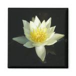 Lotus Flower/Waterlily Refrigerator Magnet