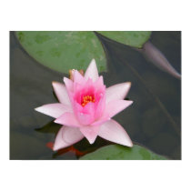 Lotus Flower/Waterlily posters