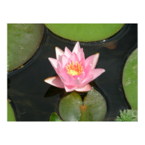 Lotus Flower/Waterlily posters