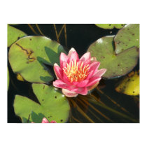 Lotus Flower/Waterlily posters