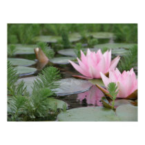 Lotus Flower/Waterlily posters