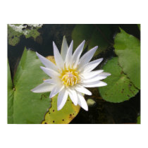 Lotus Flower/Waterlily posters
