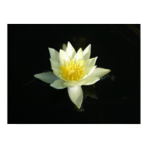 Lotus Flower/Waterlily posters