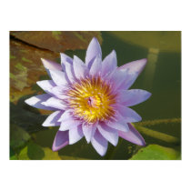 Lotus Flower/Waterlily posters