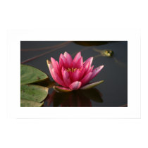 Lotus Flower with Frog posters
