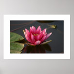 Lotus Flower with Frog Poster