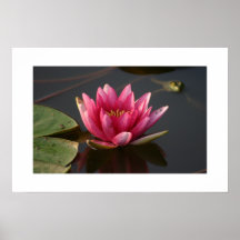 Lotus Flower with Frog Poster