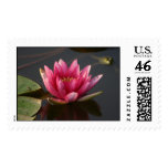 Lotus flower with frog stamp