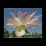 Lotus Flowers and Blue Sky Postcard